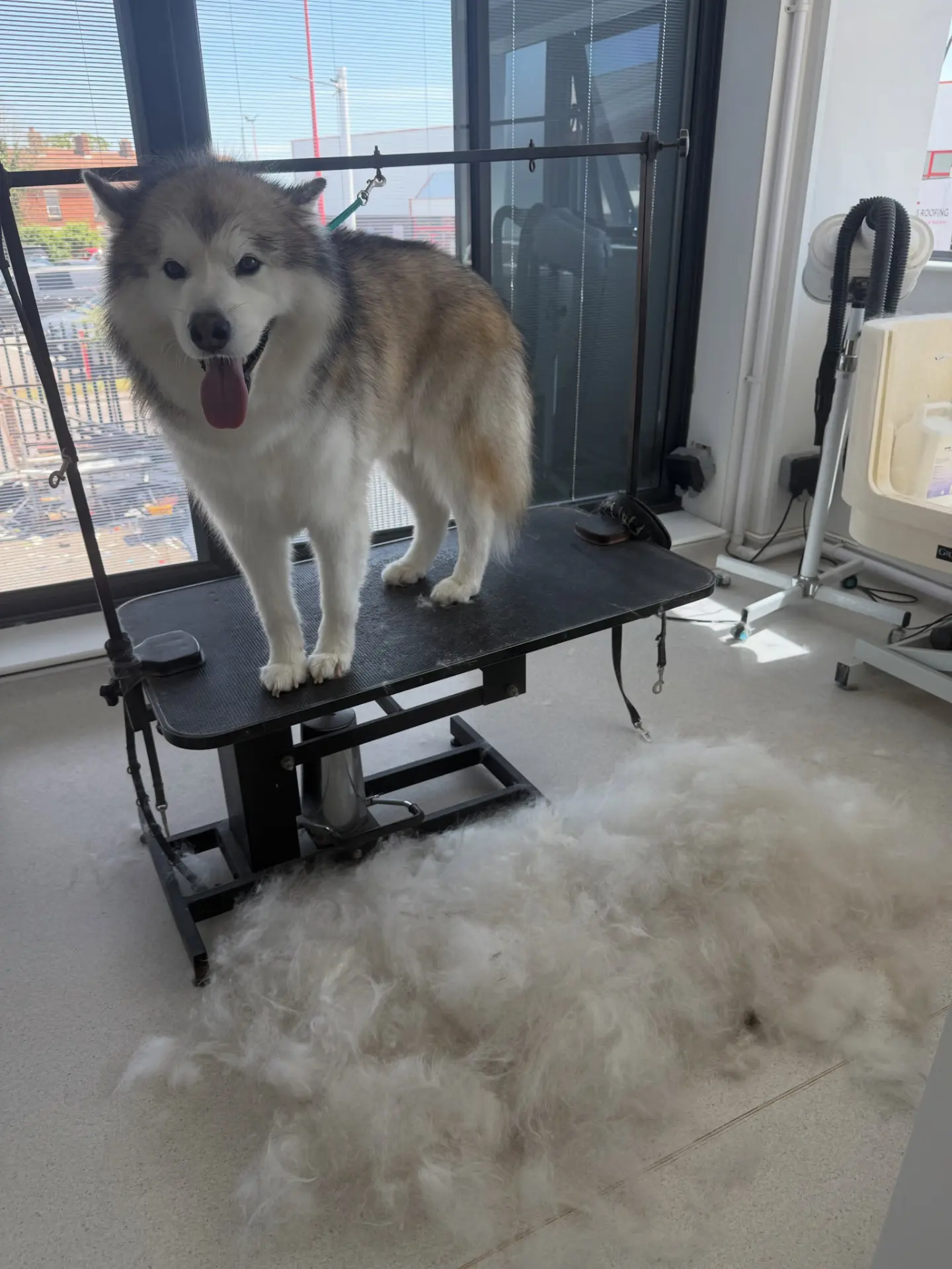 A happy dog on the grooming table at In The Dog House