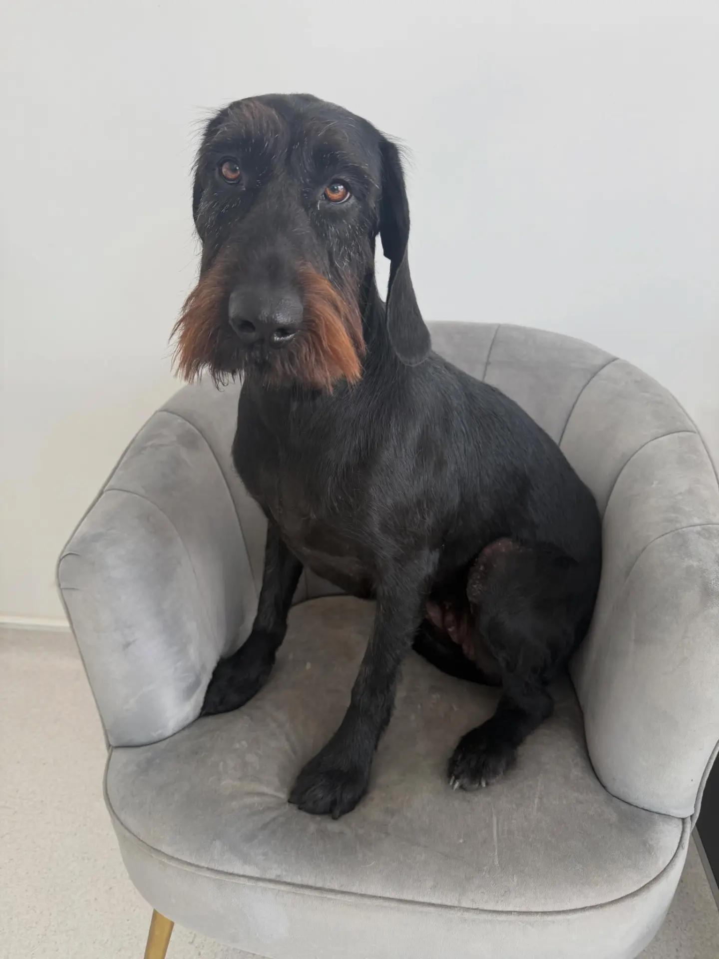Freshly groomed wirehaired dog sitting in the salon chair