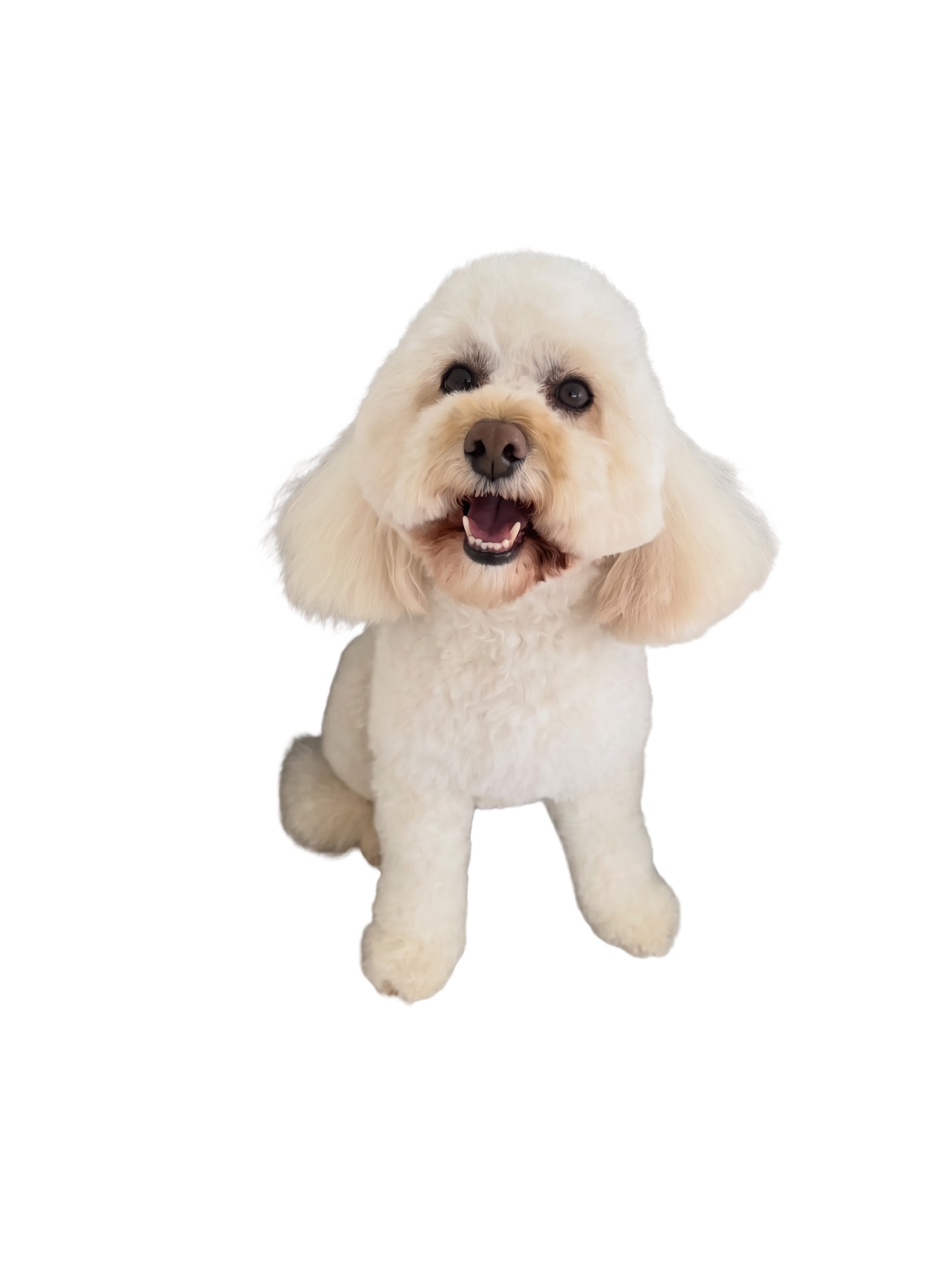 A freshly groomed white dog at In The Dog House